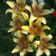Лилия азиатская Танго Голден Браун