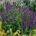 Шалфей пышный Адора Блю Шалфей пышный Адора Блю
