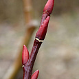 Ива moupinensis на штамбе