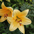 Лилия ОТ-гибрид Террасол