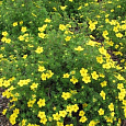 Лапчатка кустарниковая Sommerflor