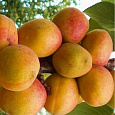 Абрикос обыкновенный Компотный Абрикос обыкновенный Компотный