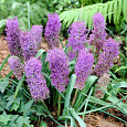Мускари Сomosum plumosum