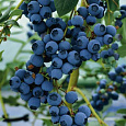 Голубика высокорослая Блюрей