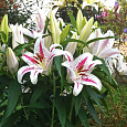 Лилия восточная Солюшн Лилия восточная Солюшн