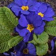 Примула Пионер Блю Примула Пионер Блю