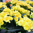 Бегония клубневая Нонстоп Еллоу