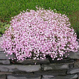 Гипсофила метельчатая Пинк Фестиваль Гипсофила метельчатая Пинк Фестиваль