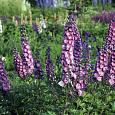 Дельфиниум (живокость) высокий Delphi's Pink Power Дельфиниум (живокость) высокий Delphi's Pink Power