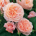 Роза Кустовая William Morris