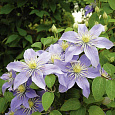 Клематис крупноцветковый Юста