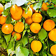 Абрикос обыкновенный Царский Абрикос обыкновенный Царский