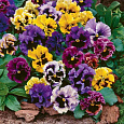 Виола (Фиалка, Анютины глазки) гибридная Рококо Виола (Фиалка, Анютины глазки) гибридная Рококо