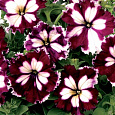 Петуния грандифлора Кан кан Арлекин Бургунди Петуния грандифлора Кан кан Арлекин Бургунди
