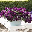 Виола ампельная Кул Вэйв Парпл Виола ампельная Кул Вэйв Парпл