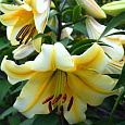 Лилия ОТ-гибрид Сантини