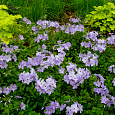 Флокс Столоносный Blue Ridge