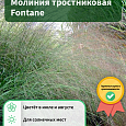 Молиния тростниковая Fontane Молиния тростниковая Fontane