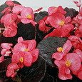 Бегония вечноцветущая бронзоволистная Коктейль Текила Бегония вечноцветущая бронзоволистная Коктейль Текила