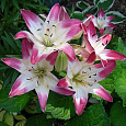 Лилия азиатская Лоллипоп Лилия азиатская Лоллипоп