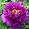 Пион древовидный Фиолетовый лотос