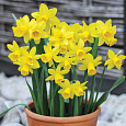 Нарцисс Карлик tete a tete