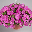 Петуния грандифлора Эспрессо Грандэ Пинк Петуния грандифлора Эспрессо Грандэ Пинк