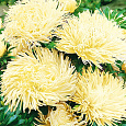 Астра коготковая Желтая Астра коготковая Желтая