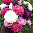 Астра Большая хризантема смесь