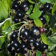 Смородина черная Нестер Козин