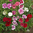 Гвоздика Китайская Сударыня Гвоздика Китайская Сударыня
