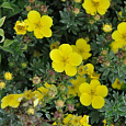 Лапчатка кустарниковая Sommerflor