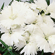 Гвоздика Диана Вайт Гвоздика Диана Вайт