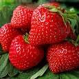 Земляника садовая Ламбада Земляника садовая Ламбада