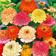 Цинния скабиозоцветковая Смесь окрасок Цинния скабиозоцветковая Смесь окрасок