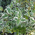 Дерен (кизил) белый Variegata Дерен (кизил) белый Variegata