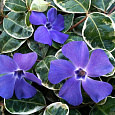 Барвинок (Фиалка ведьм) большой Ralph Shugert