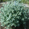 Мята серебристая Мята серебристая