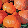 Тыква крупноплодная Россиянка Тыква крупноплодная Россиянка