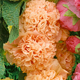 Мальва (Шток-роза) розовая Chater's Double Apricot