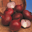 Лук Репчатый Red Karmen