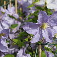 Клематис крупноцветковый Блекитни Аниол Клематис крупноцветковый Блекитни Аниол