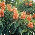 Каштан конский pavia var. discolor Каштан конский pavia var. discolor