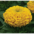 Бархатцы прямостоячие Дюн Голд Бархатцы прямостоячие Дюн Голд