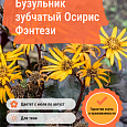 Бузульник зубчатый Осирис Фэнтези Бузульник зубчатый Осирис Фэнтези
