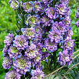 Дельфиниум высокий Хайлендер Блуберри Пай Дельфиниум высокий Хайлендер Блуберри Пай