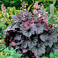 Гейхера  Dark Mystery