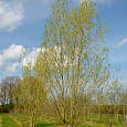 Ива белая Чермезина