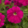 Петуния миллифлора Пикобелла Кармин Петуния миллифлора Пикобелла Кармин