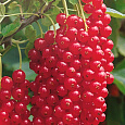 Смородина красная Ненаглядная